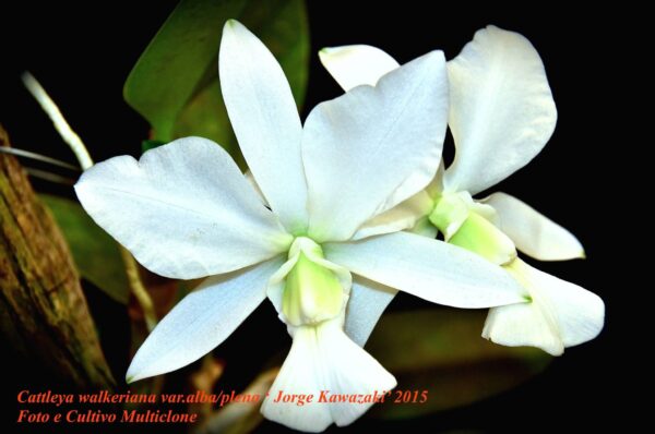 Cattleya walkeriana var.alba-plena´JK