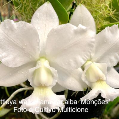 Cattleya walkeriana var.alba ´Monções´