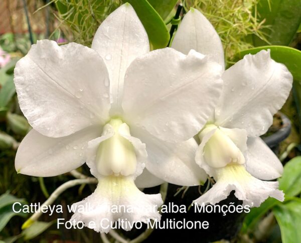 Cattleya walkeriana var.alba ´Monções´