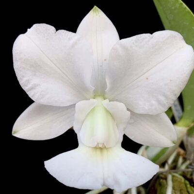 Cattleya walkeriana var.alba ´Arata´