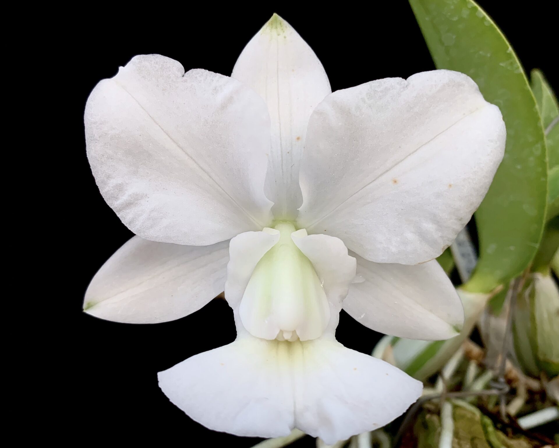 Cattleya walkeriana var.alba ´Arata´
