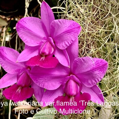 Cattleya walkeriana var.rubra/flamea ‘Três Lagoas’