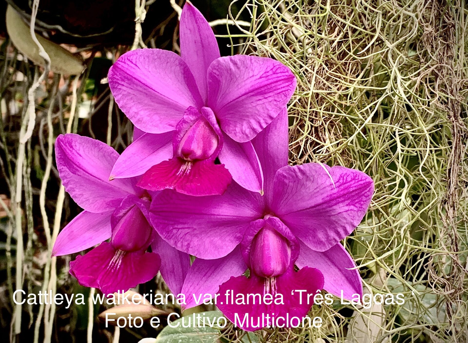 Cattleya walkeriana var.rubra/flamea ‘Três Lagoas’