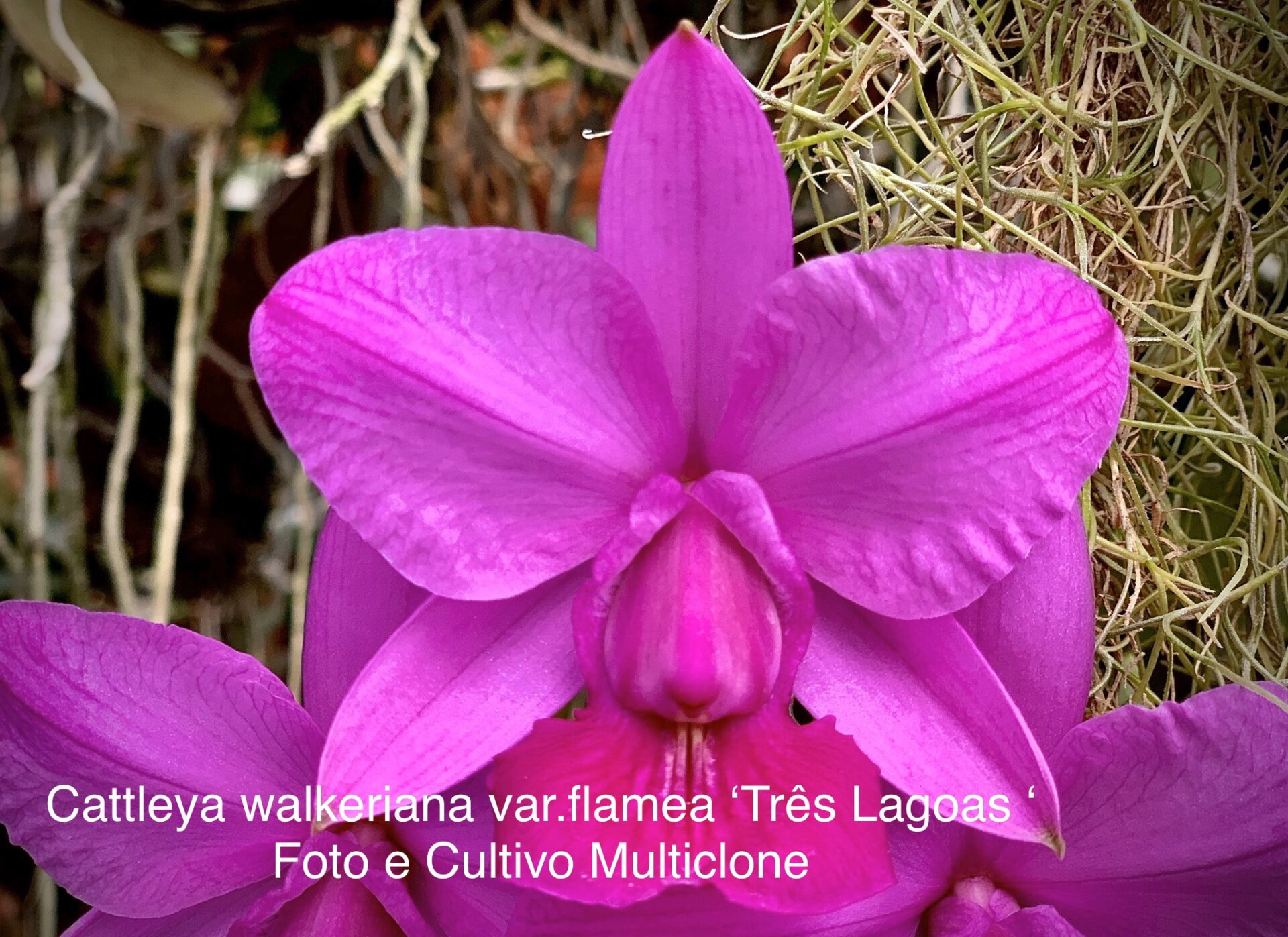 Cattleya walkeriana var.rubra/flamea ‘Três Lagoas’ - Imagem 4