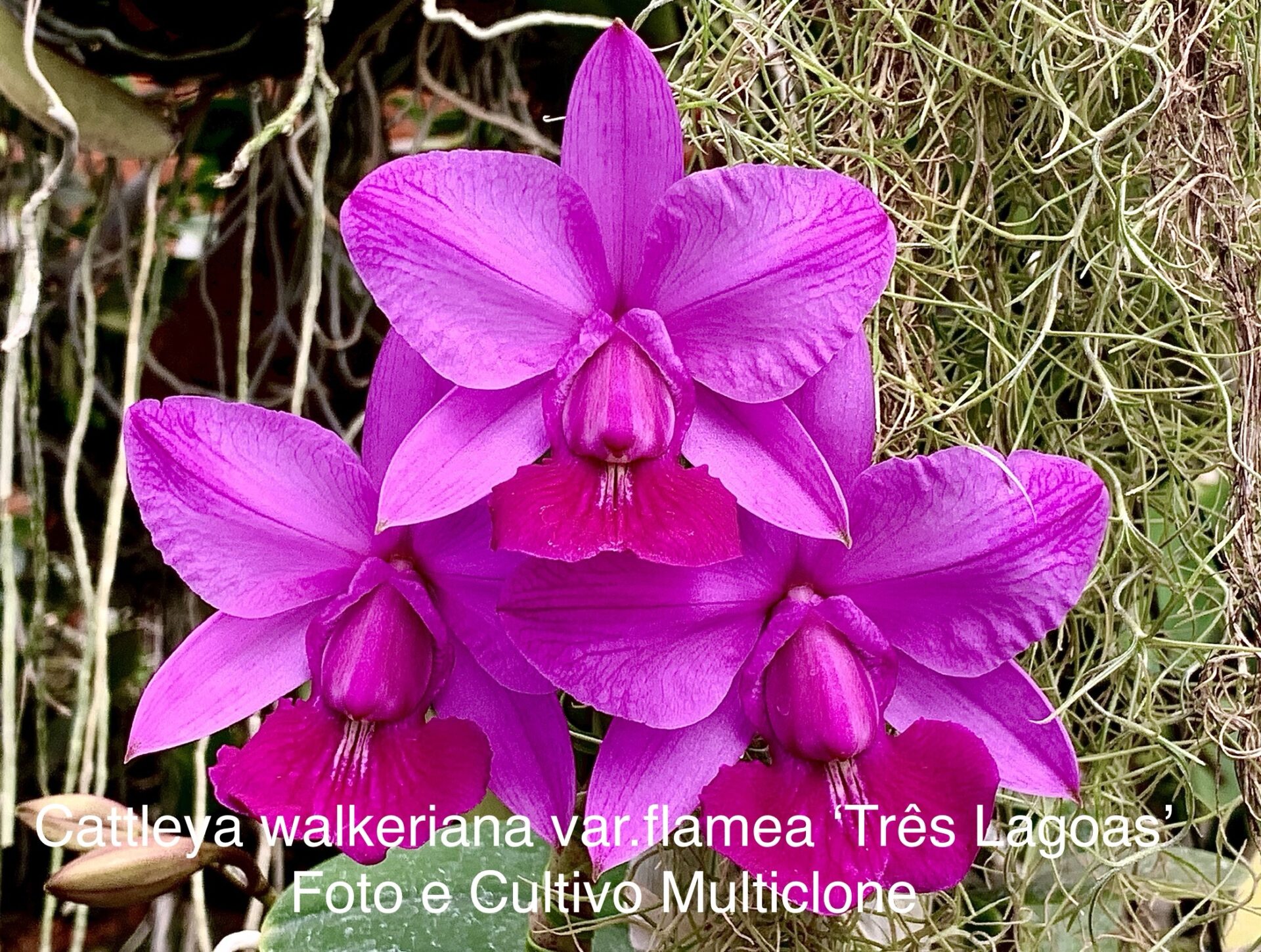 Cattleya walkeriana var.rubra/flamea ‘Três Lagoas’ - Imagem 3