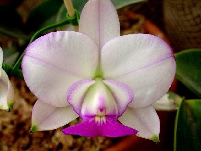 Cattleya walkeriana var.semialba ‘Satisfaction ‘ Planta Original - Imagem 3