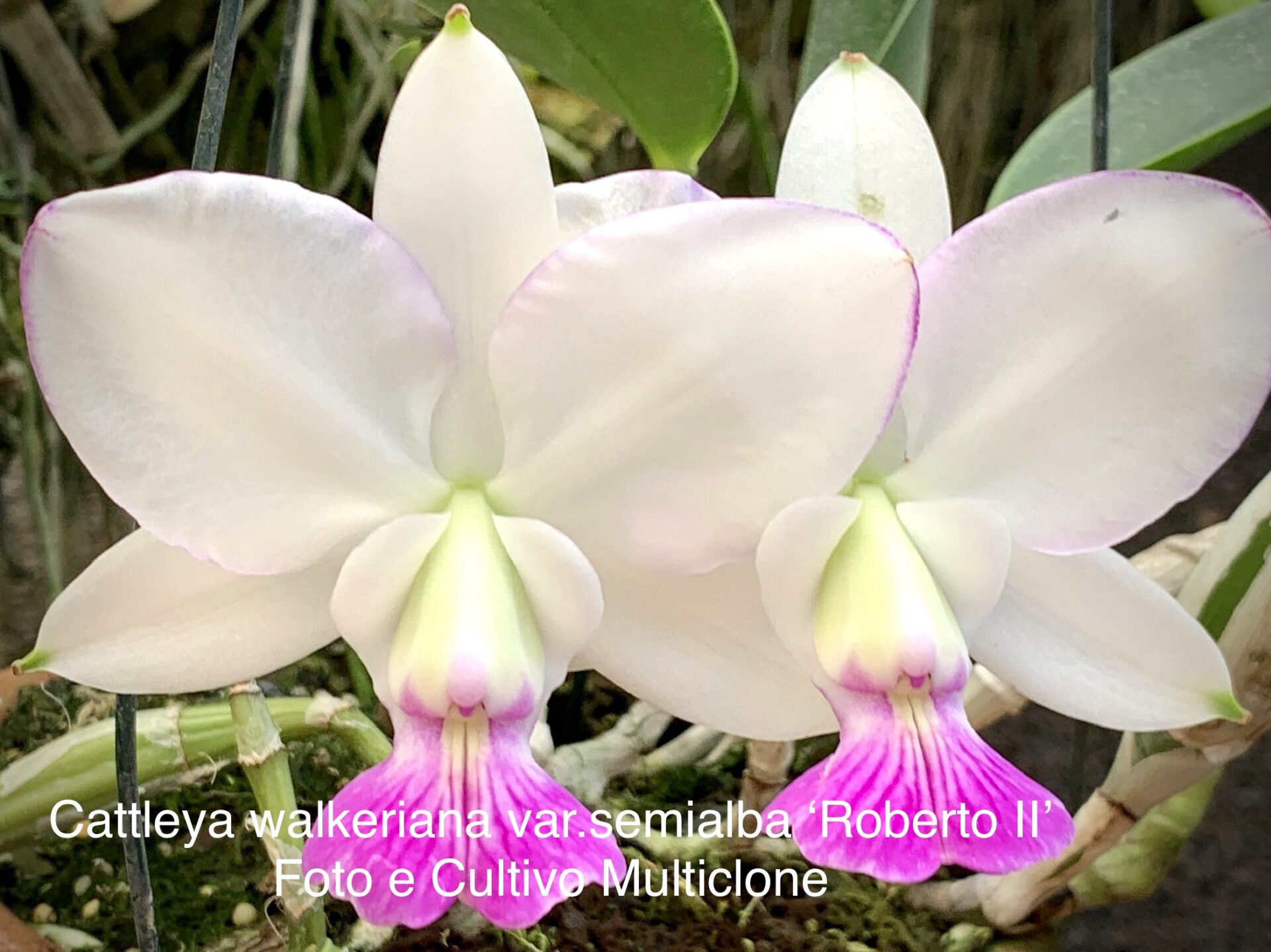 Cattleya walkeriana var.semialba ‘Memorian’ - Imagem 4