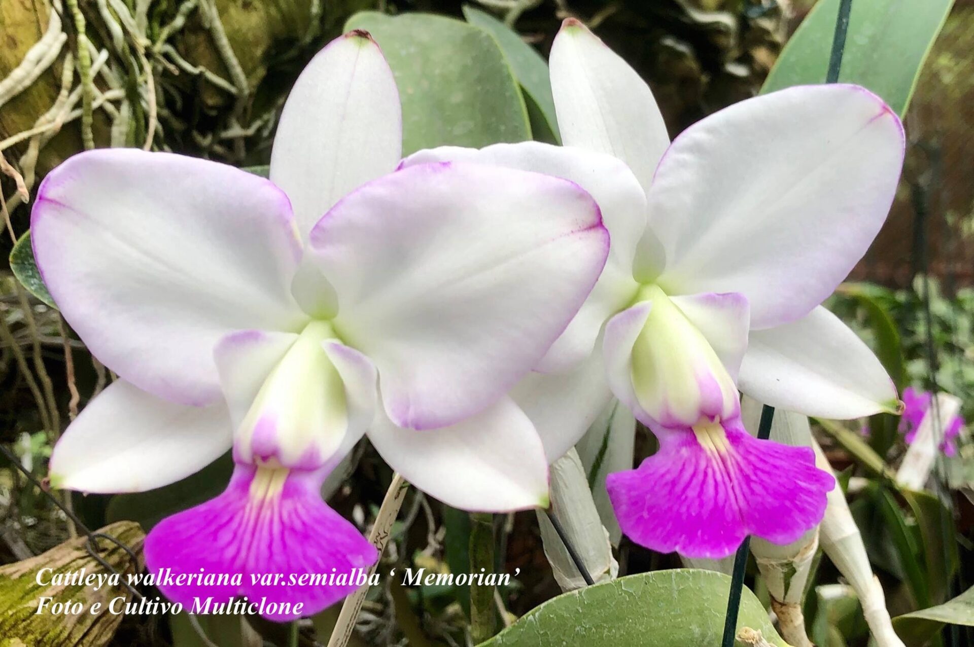 Cattleya walkeriana var.semialba ‘Memorian’ - Imagem 3
