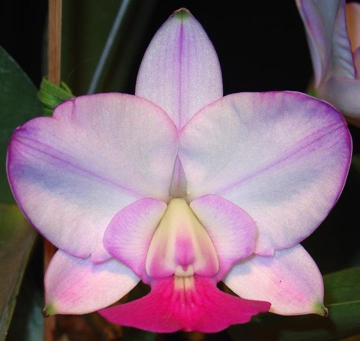Cattleya walkeriana var.semialba ‘Satisfaction ‘ Planta Original - Imagem 2