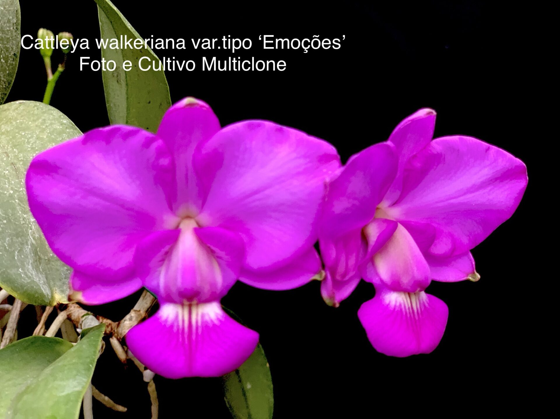 Cattleya walkeriana var tipo ‘Emoções’ - Imagem 5