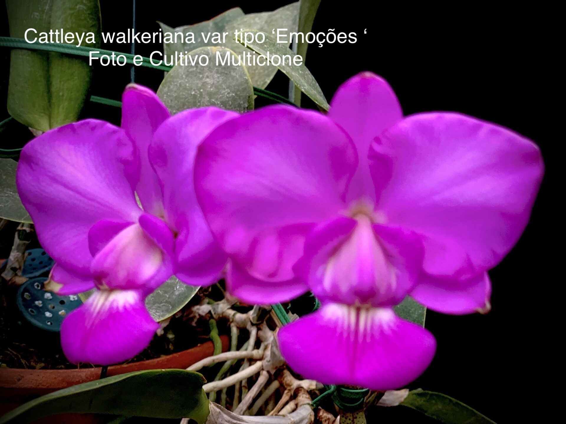 Cattleya walkeriana var tipo ‘Emoções’ - Imagem 3