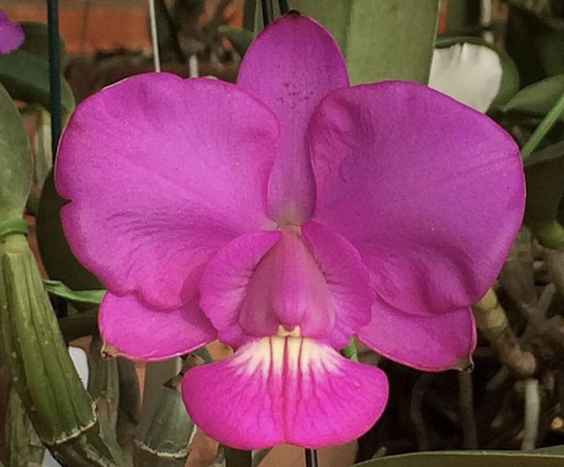Cattleya walkeriana var tipo ‘Emoções’ - Imagem 6