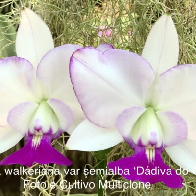 Cattleya walkeriana var.semialba ‘Dádiva de Deus/Céu’