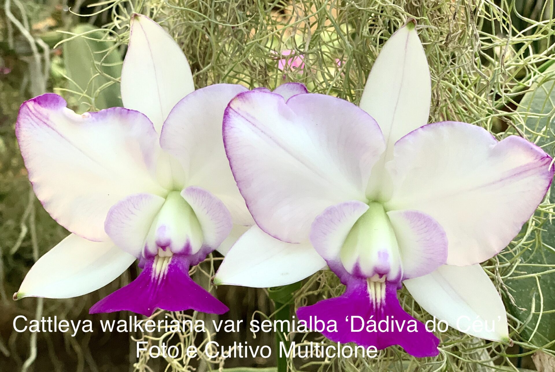Cattleya walkeriana var.semialba ‘Dádiva de Deus/Céu’