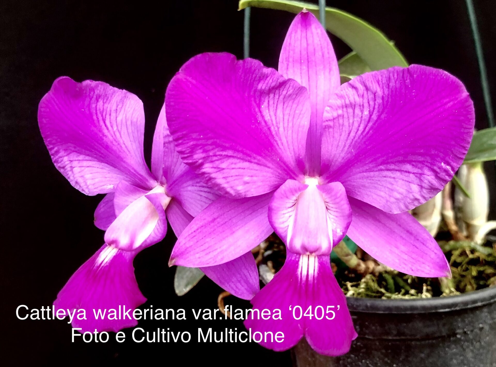 Cattleya walkeriana var.rubra/flamea ‘Impacto 0405’ - Imagem 2