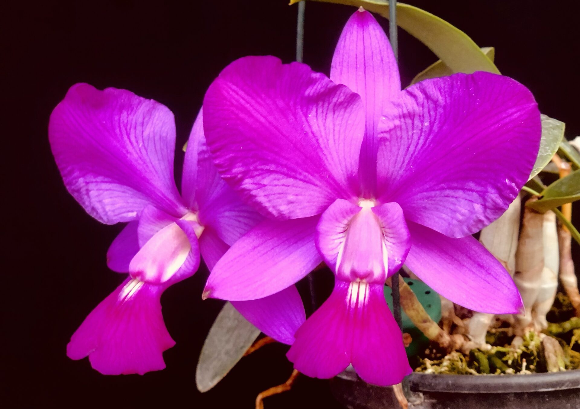 Cattleya walkeriana var.rubra/flamea ‘Impacto 0405’ - Imagem 3