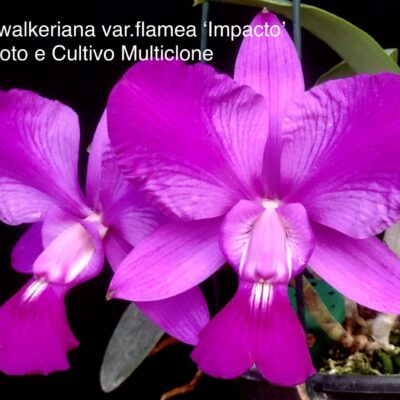 Cattleya walkeriana var.rubra/flamea ‘Impacto 0405’