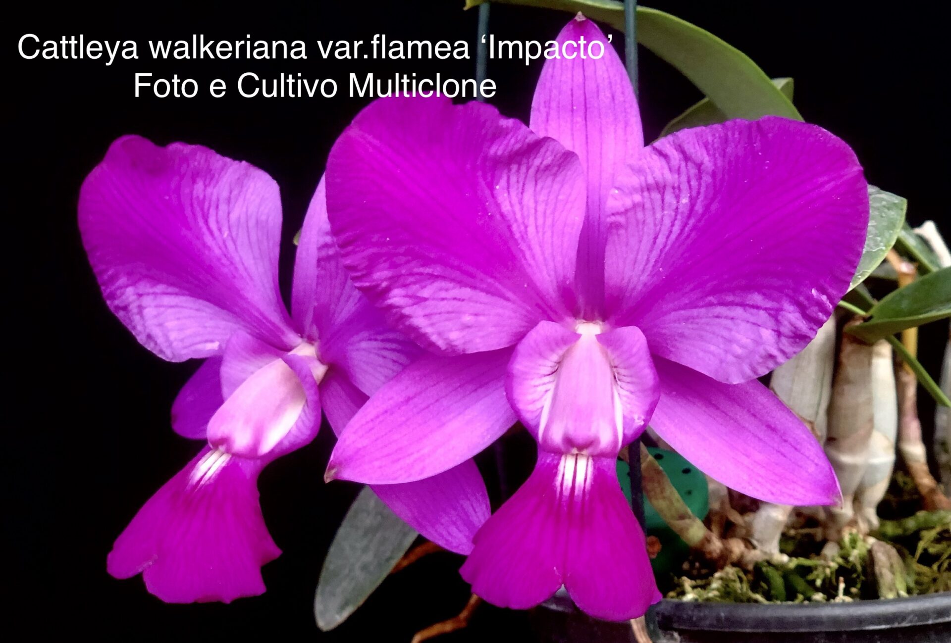 Cattleya walkeriana var.rubra/flamea ‘Impacto 0405’