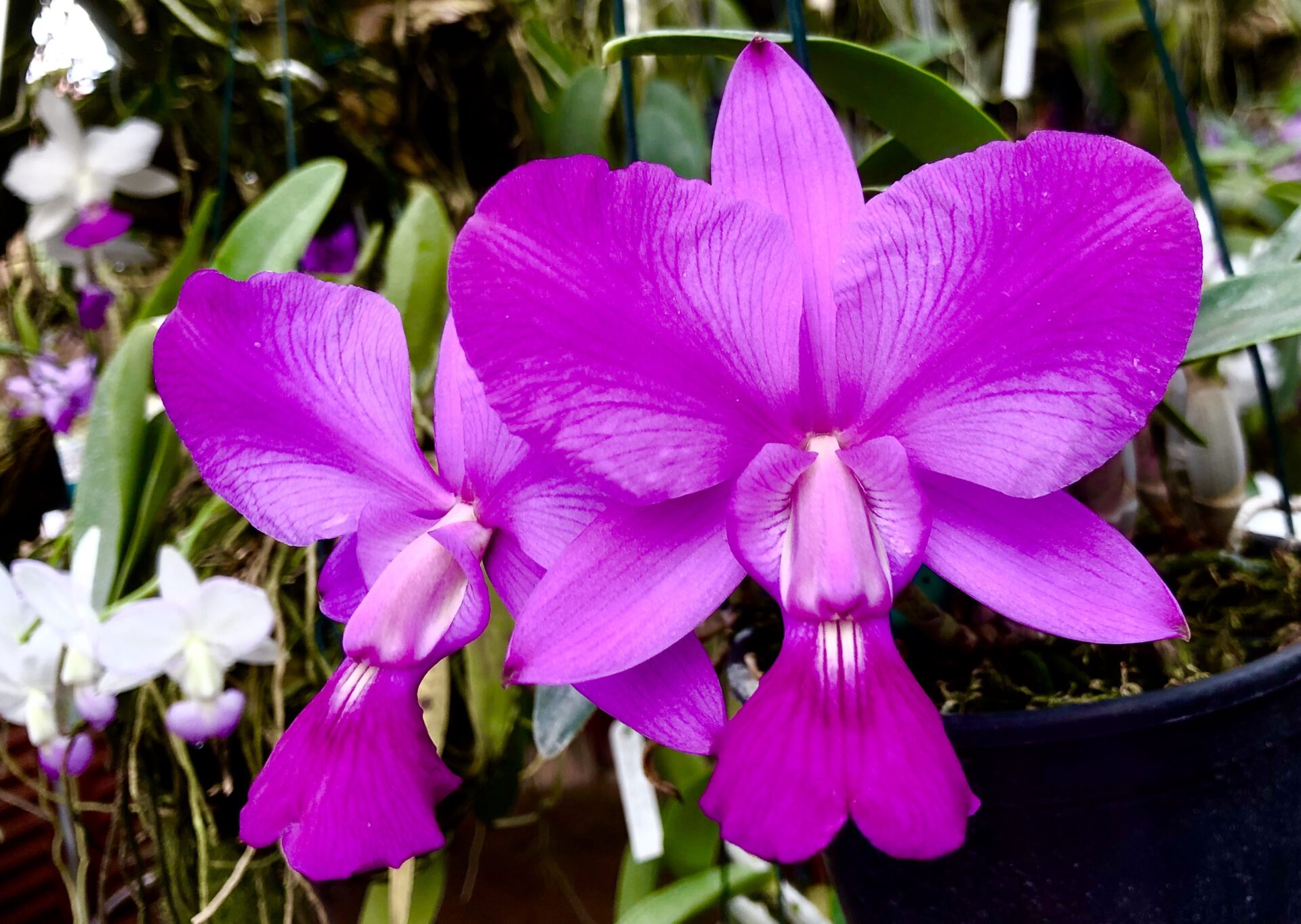 Cattleya walkeriana var.rubra/flamea ‘Impacto 0405’ - Imagem 4
