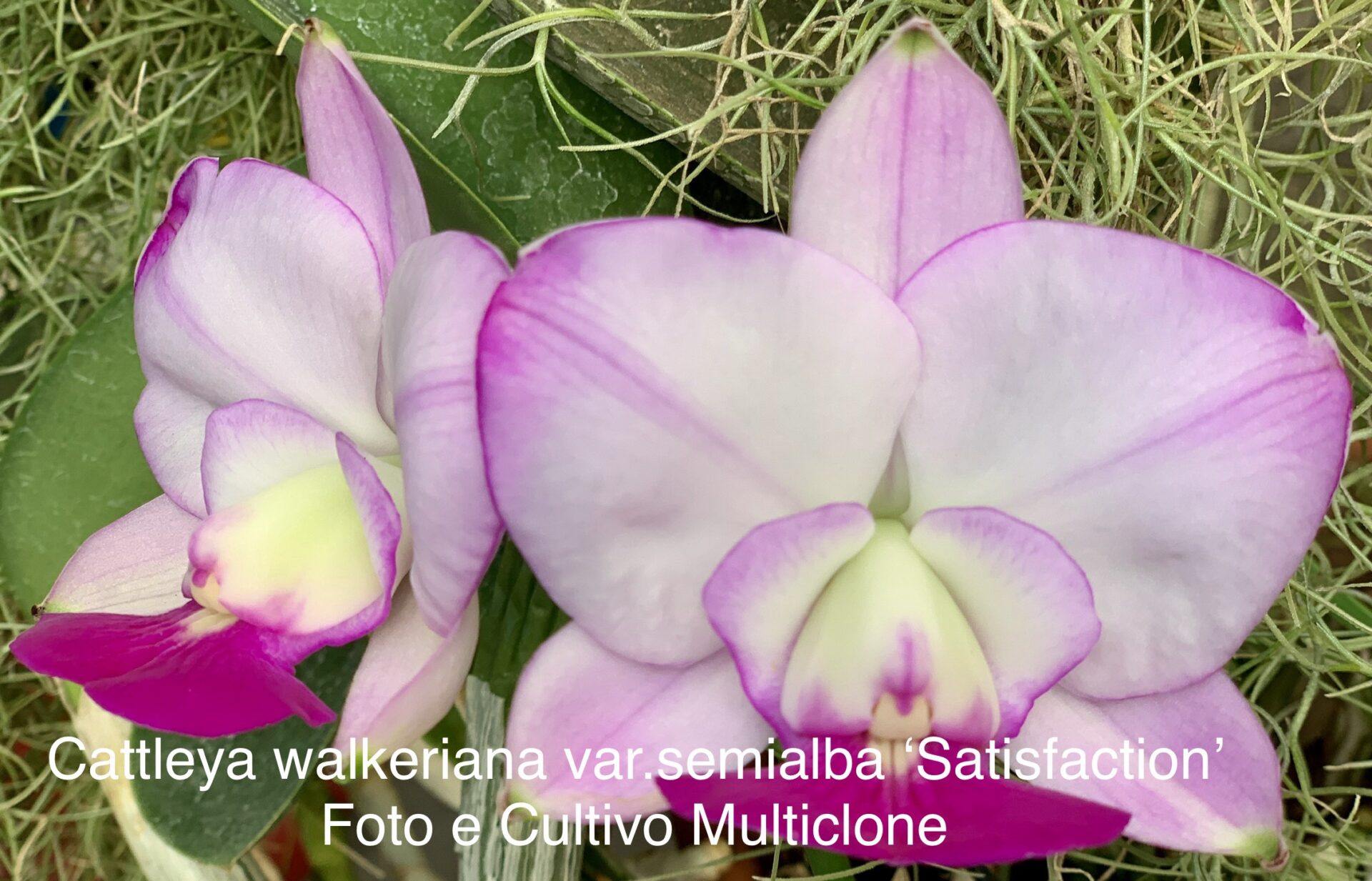 Cattleya walkeriana var.semialba ‘Satisfaction ‘ Planta Original - Imagem 5