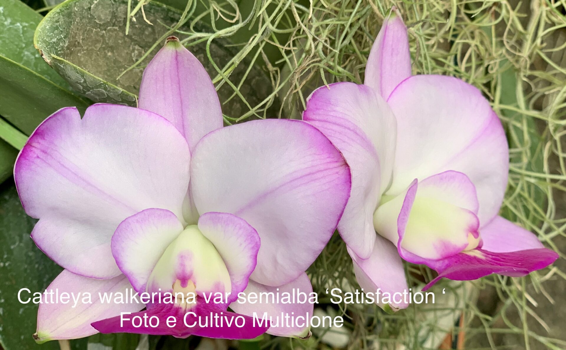 Cattleya walkeriana var.semialba ‘Satisfaction ‘ Planta Original - Imagem 6