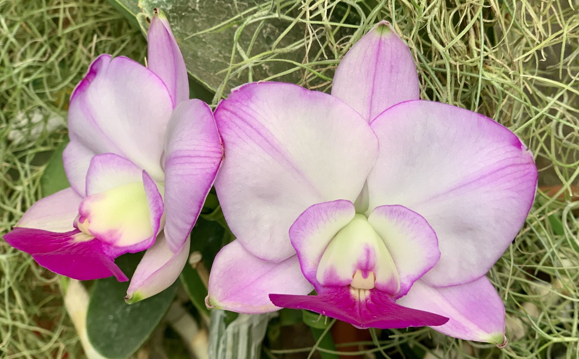 Cattleya walkeriana var.semialba ‘Satisfaction ‘ Planta Original - Imagem 7