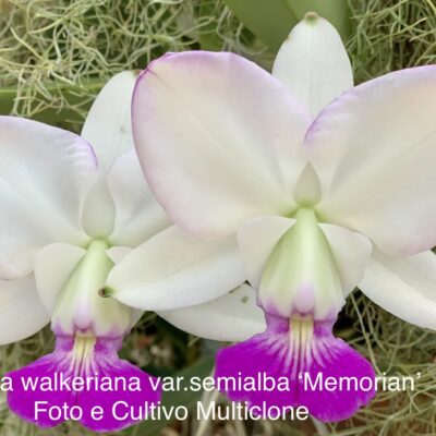 Cattleya walkeriana var.semialba ‘Memorian’