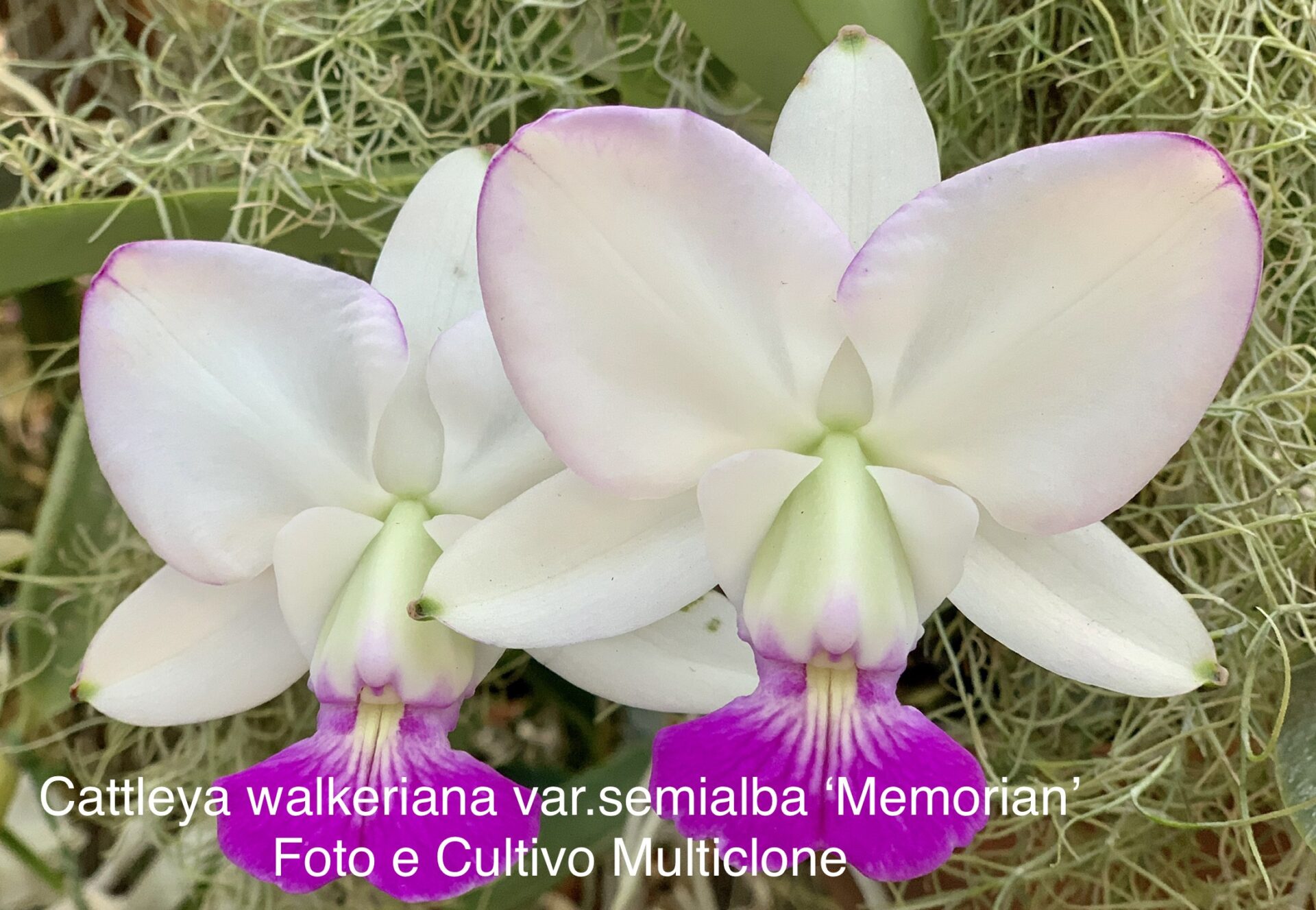 Cattleya walkeriana var.semialba ‘Memorian’