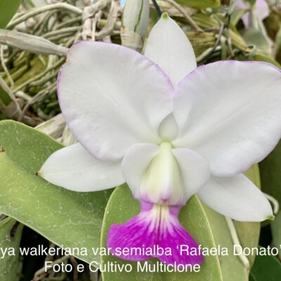 Cattleya walkeriana var.semialba ‘Rafaela Donato’