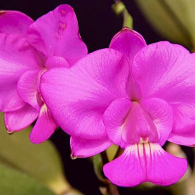 Cattleya walkeriana var tipo ‘Emoções’