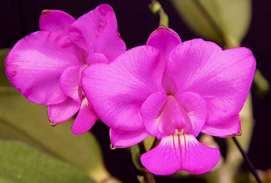 Cattleya walkeriana var tipo ‘Emoções’