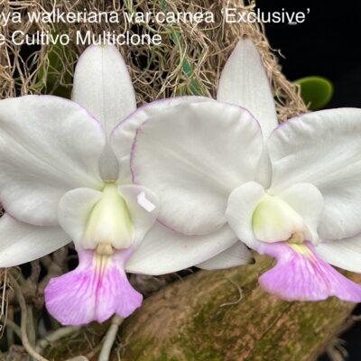 Cattleya walkeriana var.semialba ‘Carnea Exclusive/Supreme ’