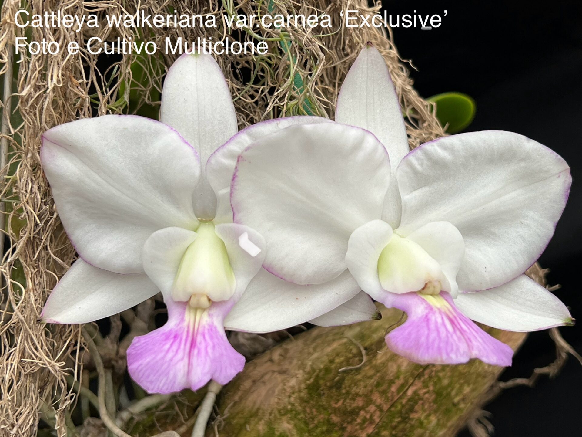 Cattleya walkeriana var.semialba ‘Carnea Exclusive/Supreme ’