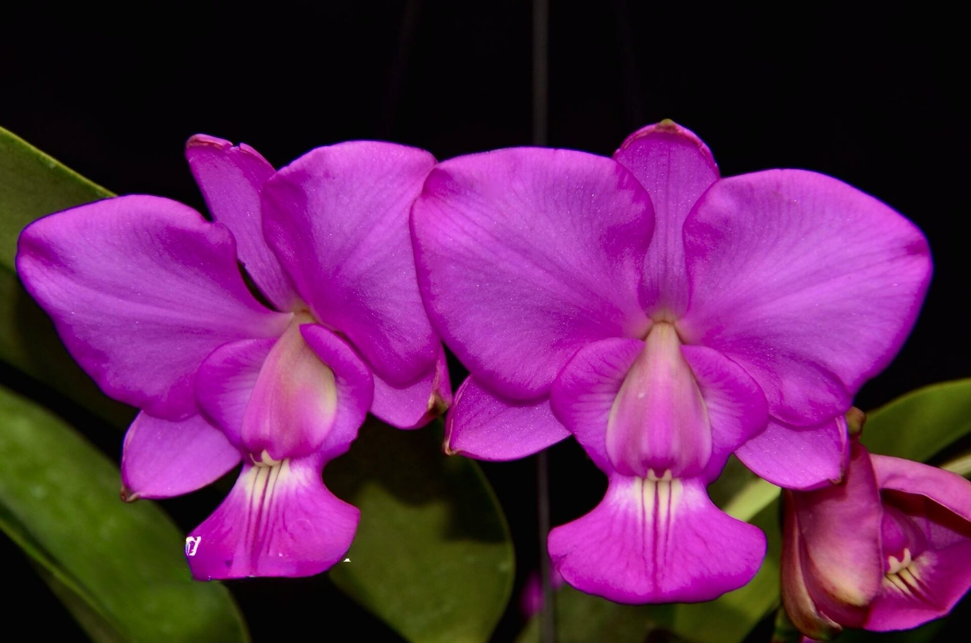 Cattleya walkeriana var tipo ‘Emoções’ - Imagem 2