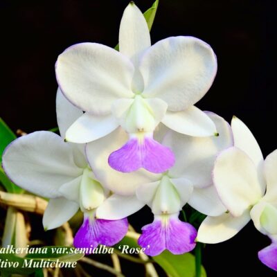 Cattleya walkeriana var.semialba ‘Rosê’