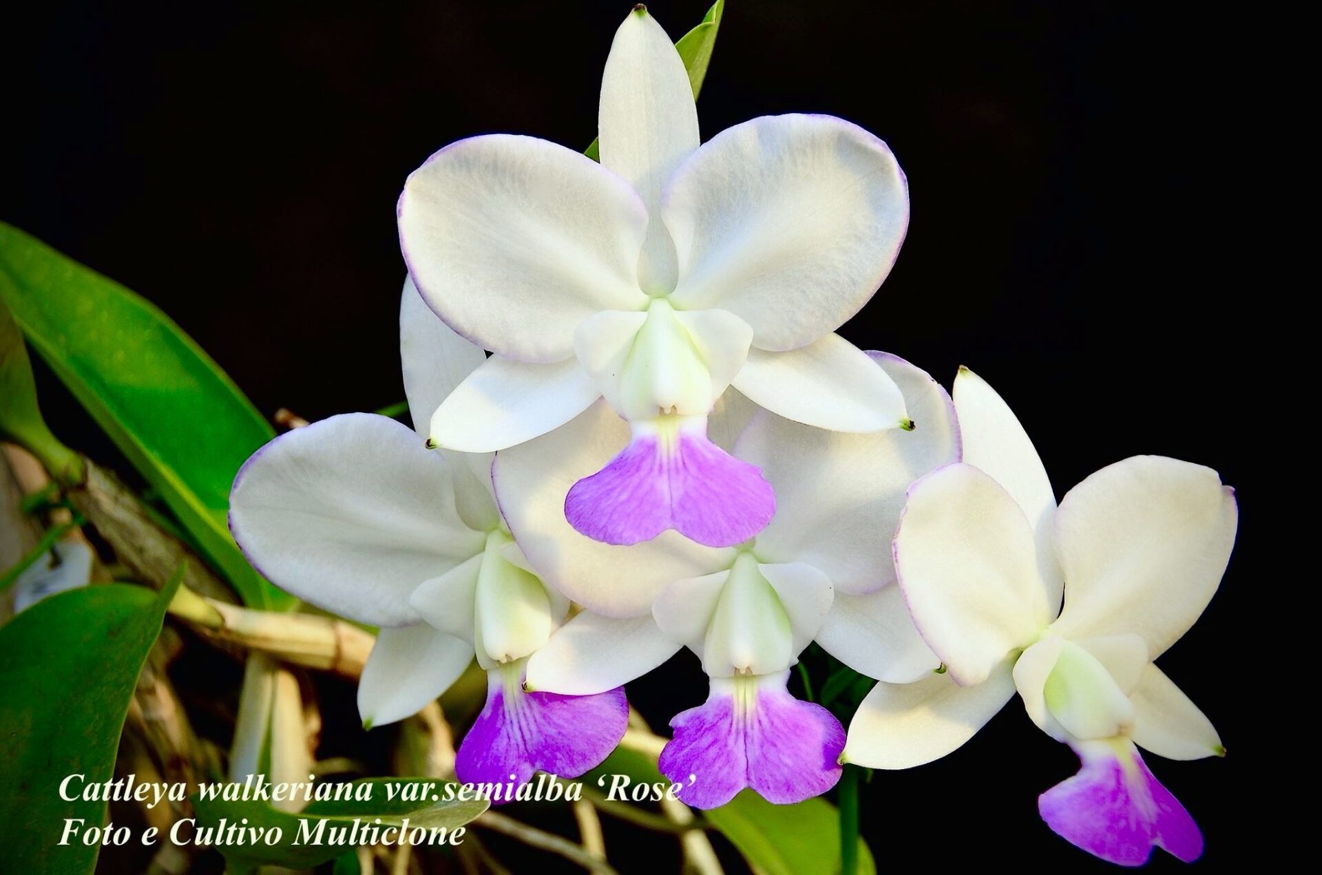 Cattleya walkeriana var.semialba ‘Rosê’