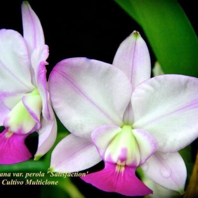 Cattleya walkeriana var.semialba ‘Satisfaction ‘ Planta Original