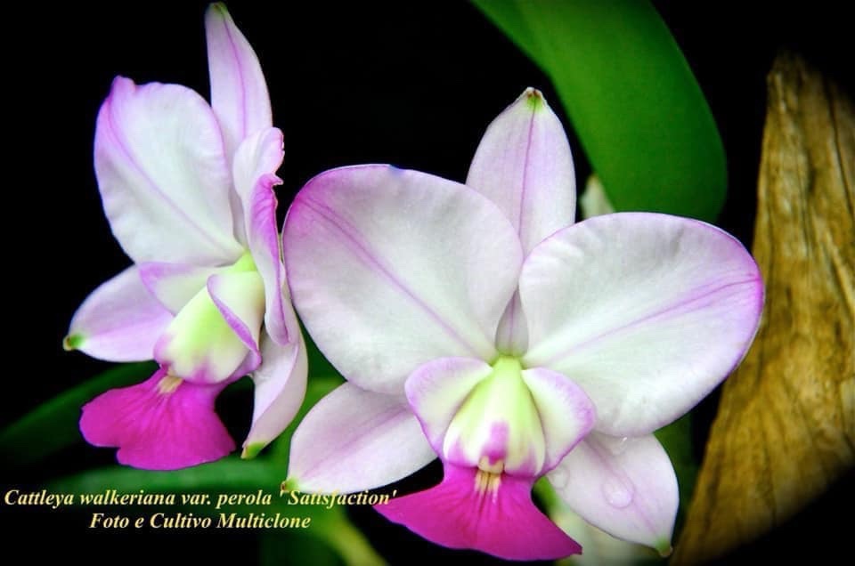 Cattleya walkeriana var.semialba ‘Satisfaction ‘ Planta Original