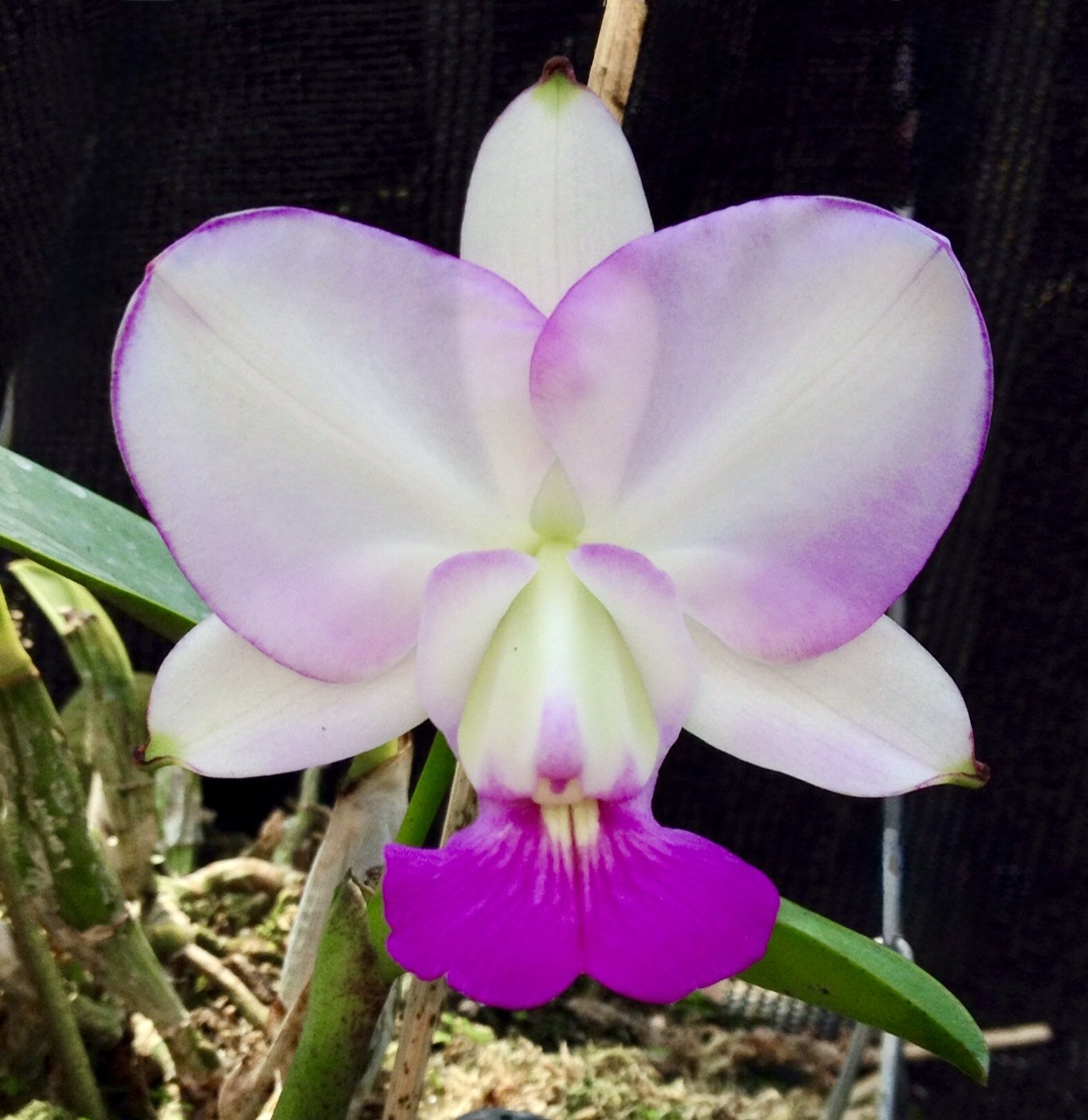 Cattleya walkeriana var.semialba ‘Memorian’ - Imagem 2