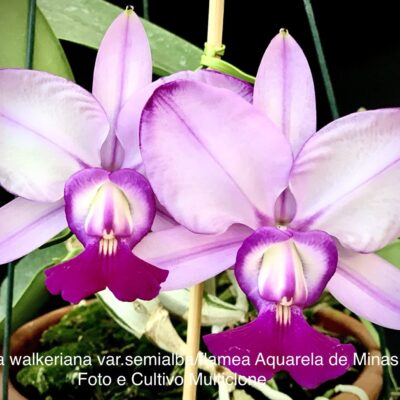 Cattleya walkeriana var.semialba/flamea ‘Aquarela de Minas’