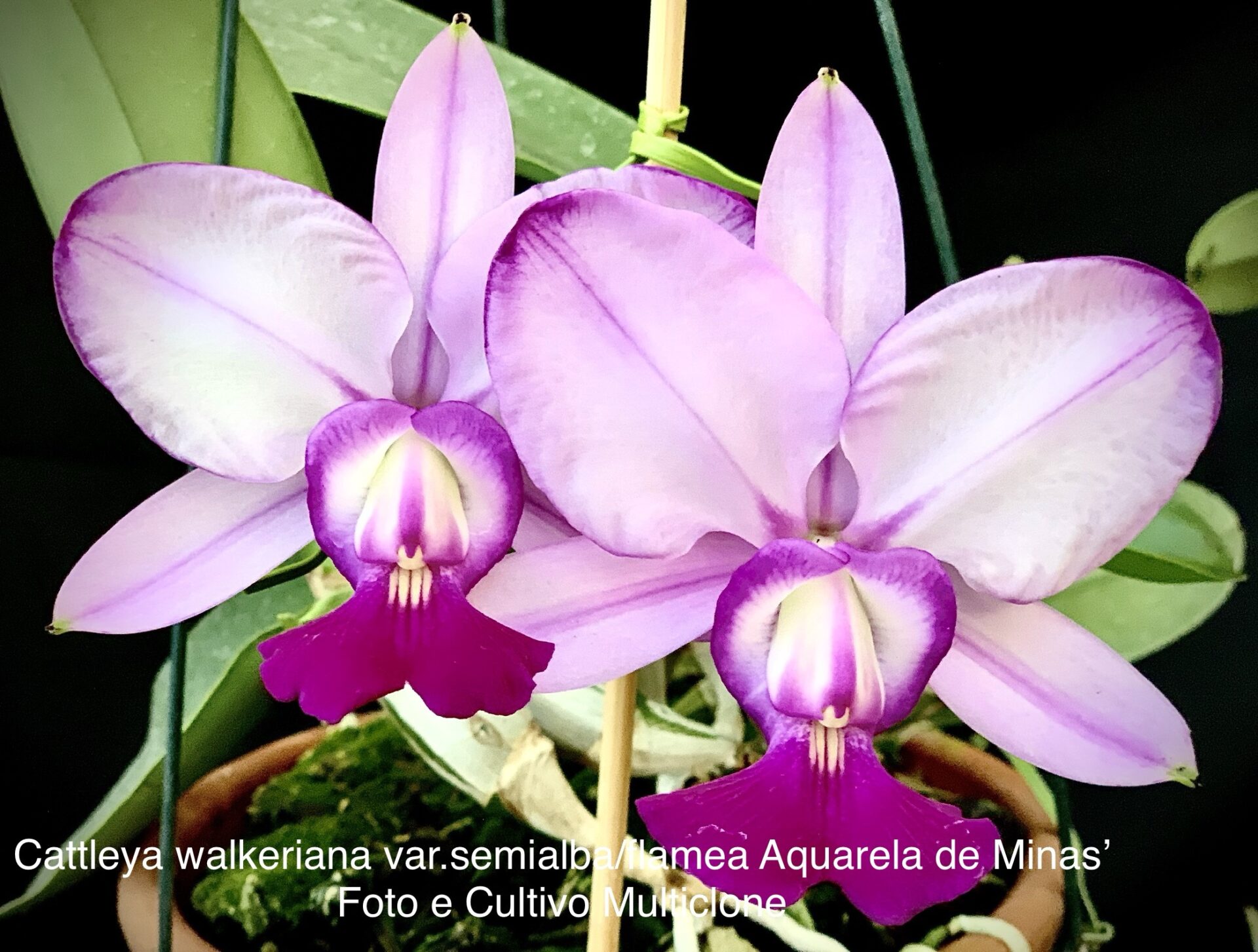 Cattleya walkeriana var.semialba/flamea ‘Aquarela de Minas’
