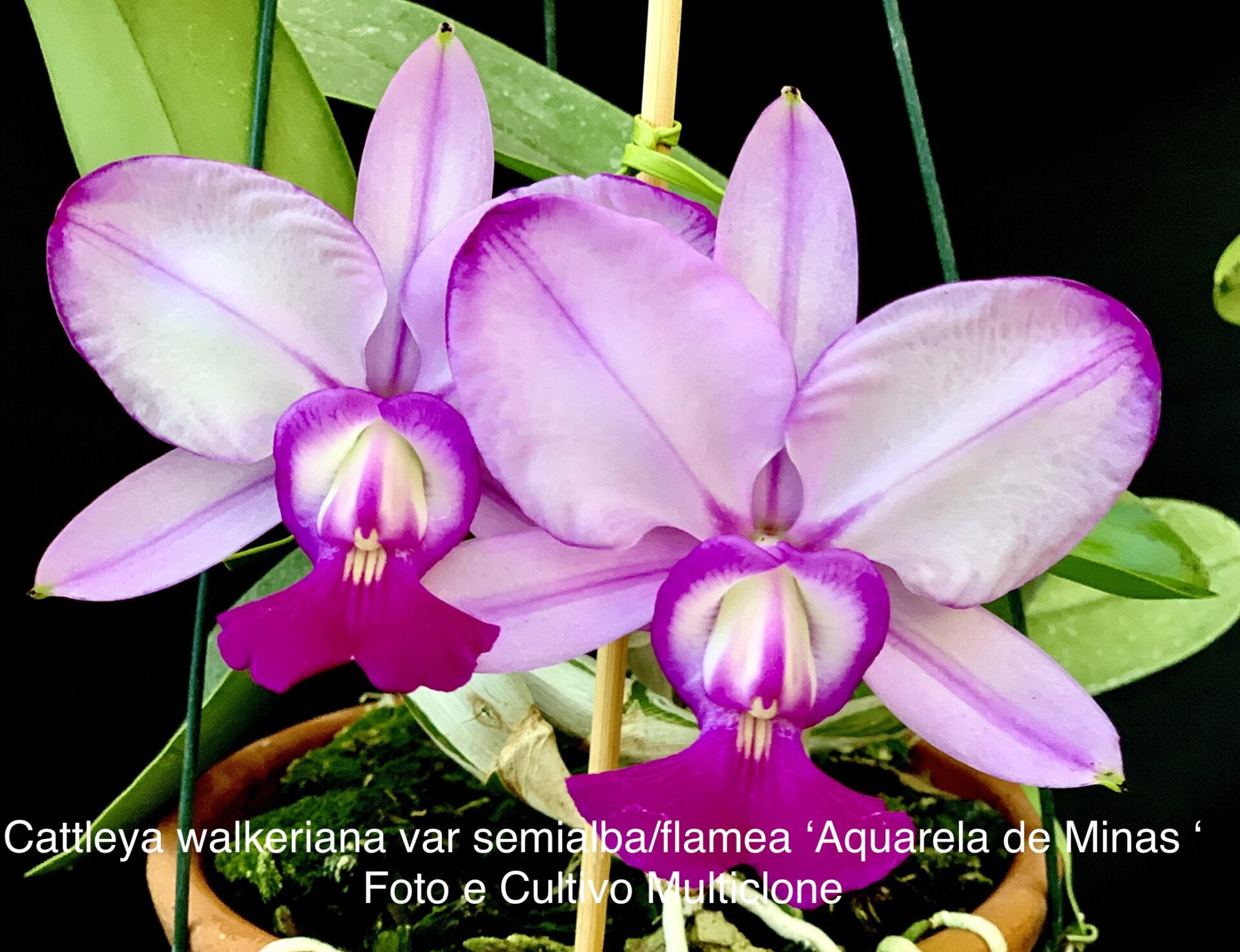 Cattleya walkeriana var.semialba/flamea ‘Aquarela de Minas’ - Imagem 3