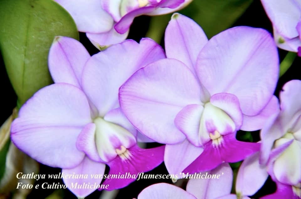 Cattleya walkeriana var.semialba ‘Satisfaction ‘ Planta Original - Imagem 4