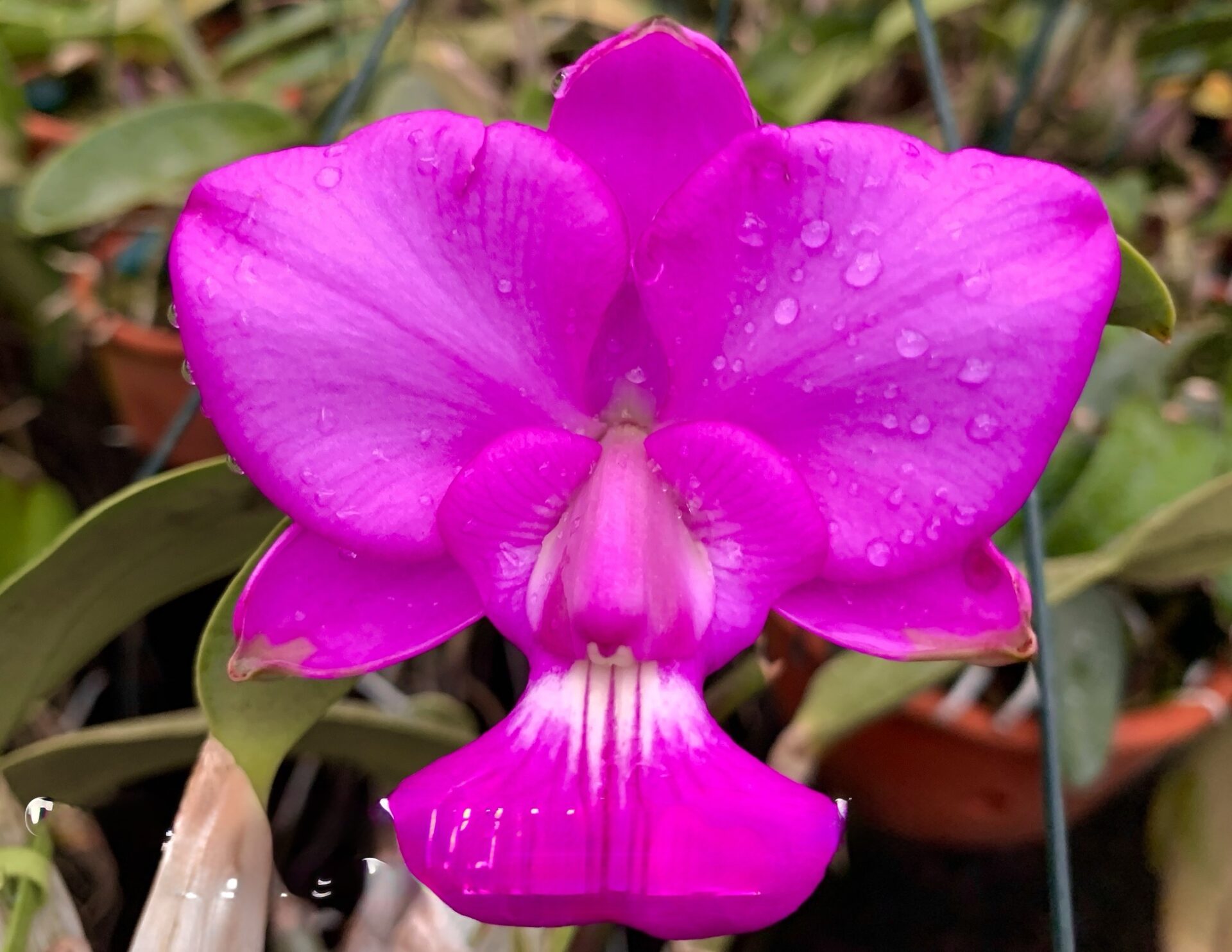 Cattleya walkeriana var tipo ‘Emoções’ - Imagem 4