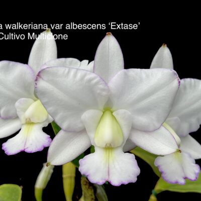 Cattleya walkeriana var.albescens ´Extase´