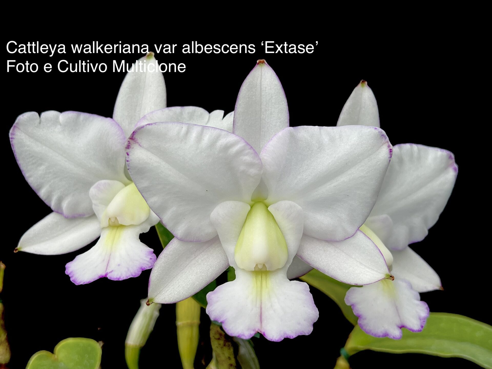 Cattleya walkeriana var.albescens ´Extase´