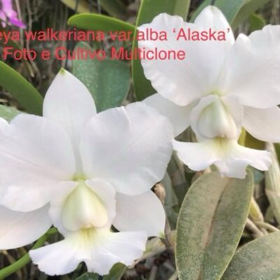 Cattleya walkeriana var.alba ´Alaska´