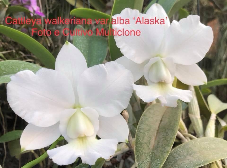 Cattleya walkeriana var.alba ´Alaska´