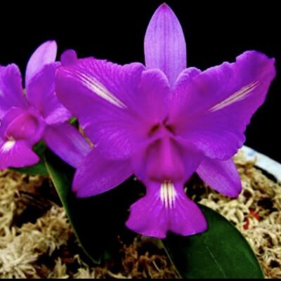 Cattleya walkeriana var.pelorica/trilabelio ‘Rudá’