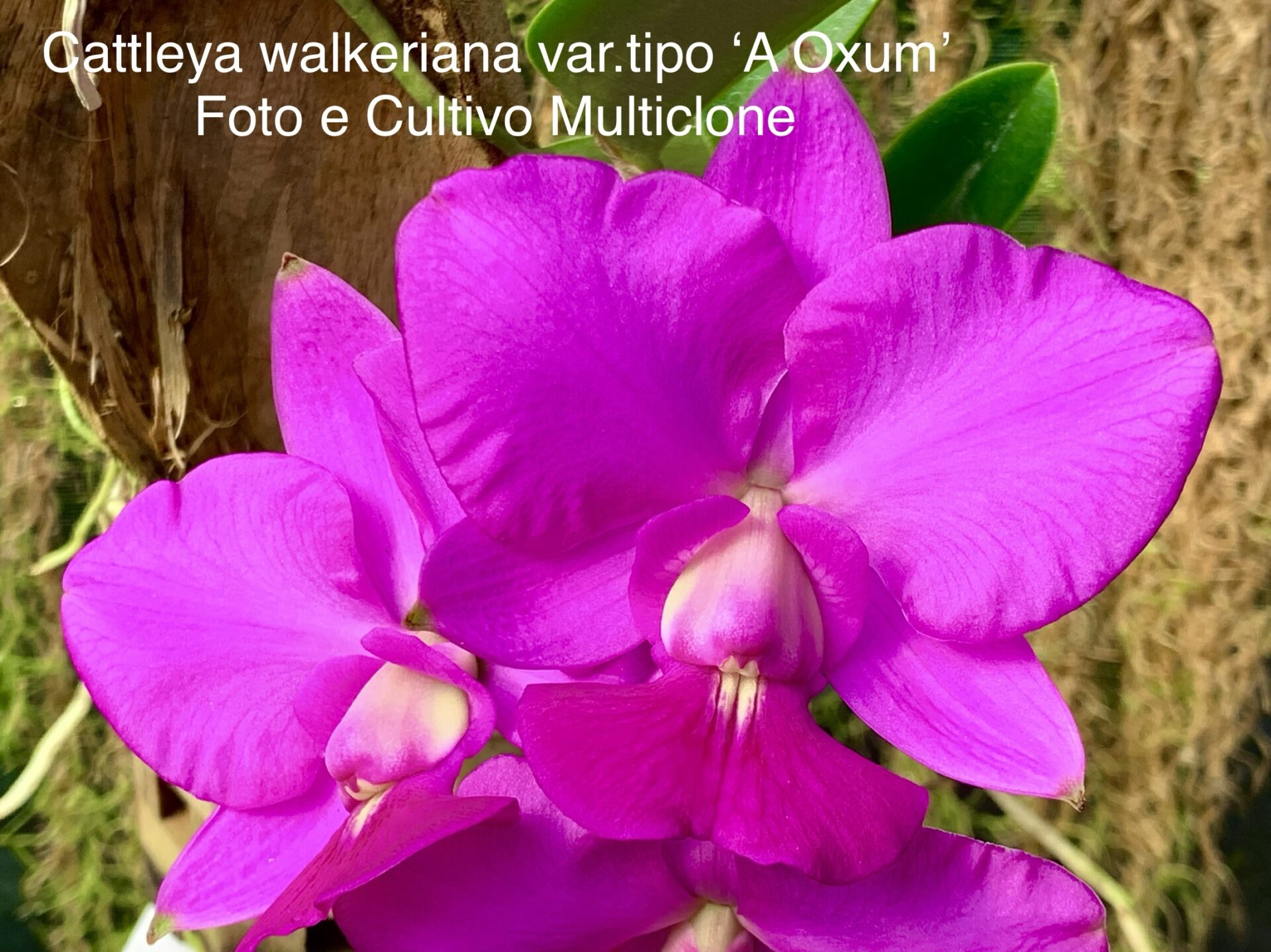 Cattleya walkeriana var.tipo ‘A Oxum’ - Imagem 4